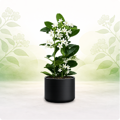 Enredadera aromática