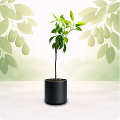 Frutal clima cálido/temporada