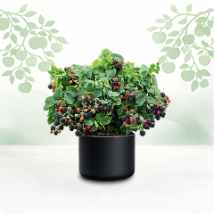 Frutal clima templado