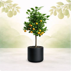 Frutal de clima cálido