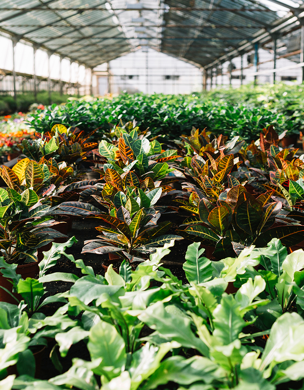 Vivero Daliz — Nuestra historia