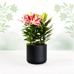 Plantas de flor de temporada