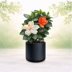 Plantas de flor todo el año