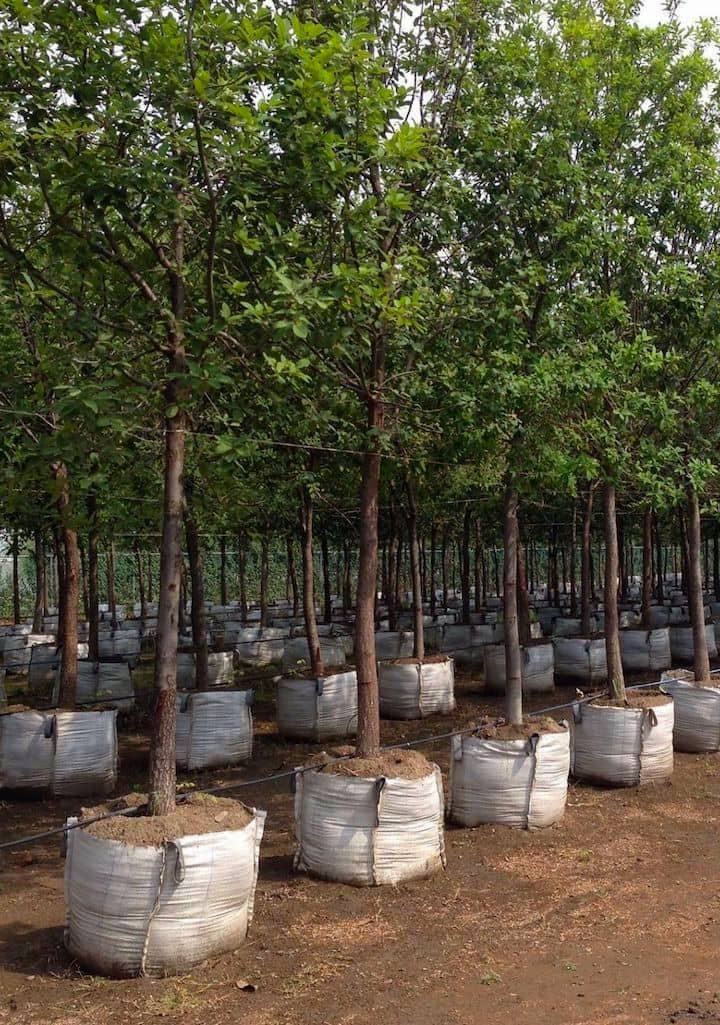 Árboles adultos frutales y forestales