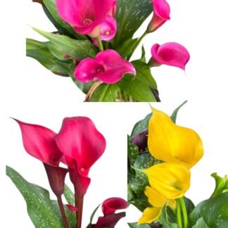 Calas o Alcatraz de color 7"