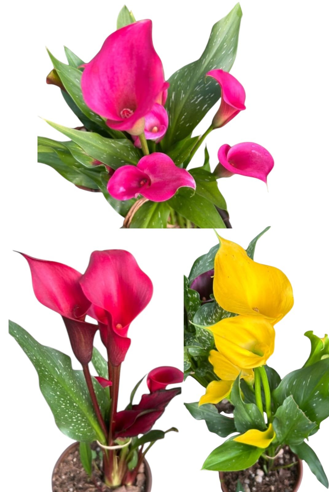 Calas o Alcatraz de color 7"