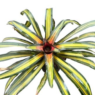 Bomelia Variegada de 7"