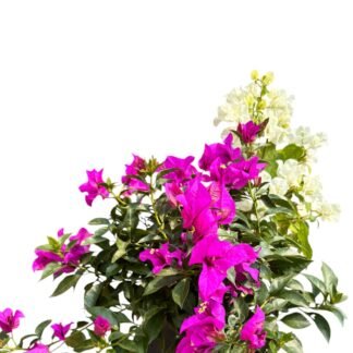 Bugambilia guía y arbusto San Francisco y blanca B30