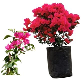 Bugambilia de arbusto y guía surtida B20