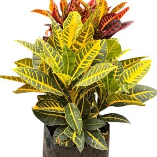 Croto en bolsa del 40