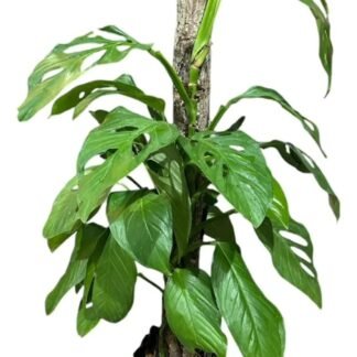 Julieta y Esqueleto B 30