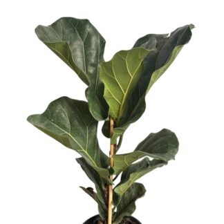 Ficus pandurata 6"