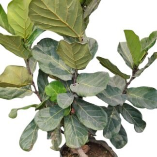 Ficus pandurata Bolsa de 40
