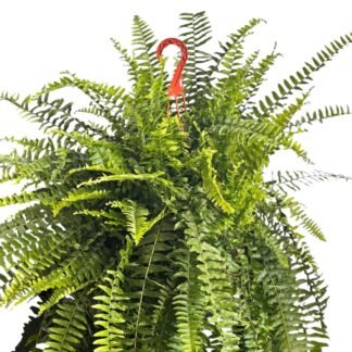 Helecho Boston colgante