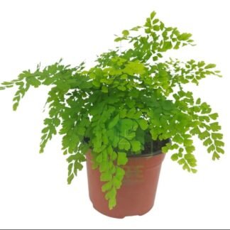 Helecho cilantrillo 6"