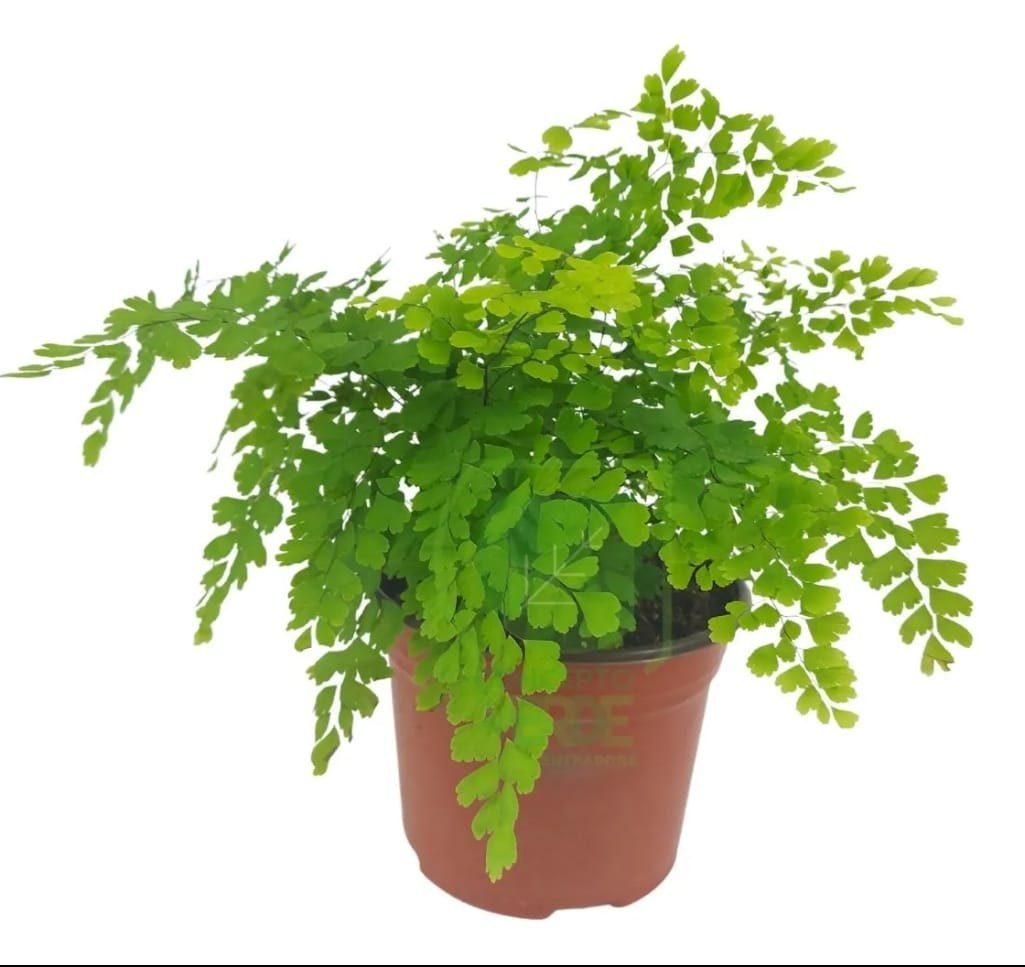 Helecho cilantrillo 6"