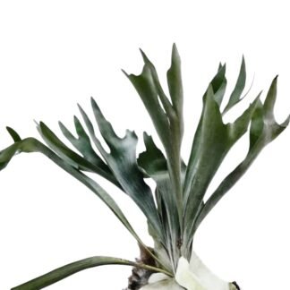 Helecho cuerno de Alce 6"