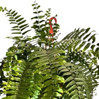 Helecho macho colgante