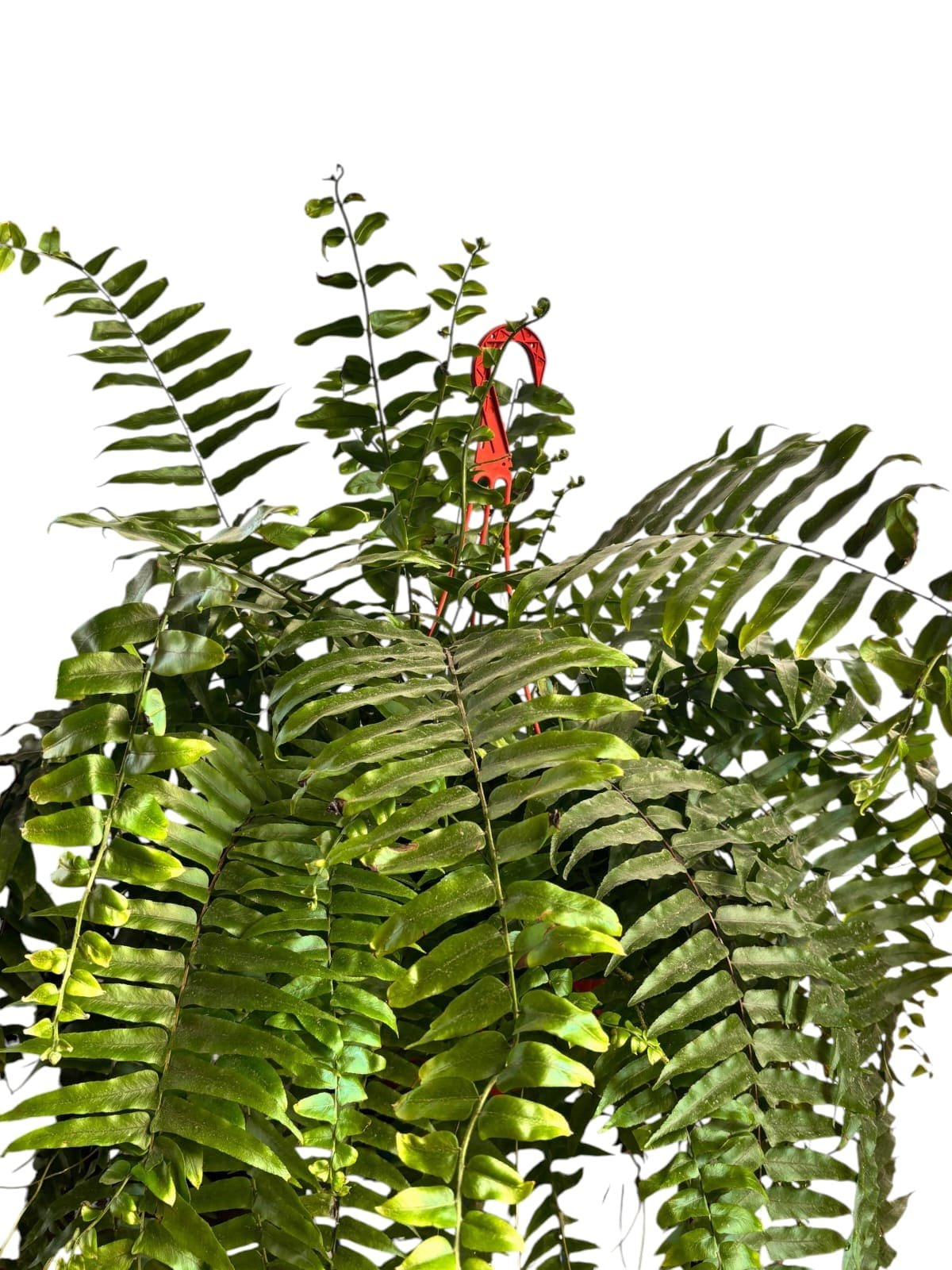 Helecho macho colgante