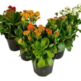 Kalanchoe 6"