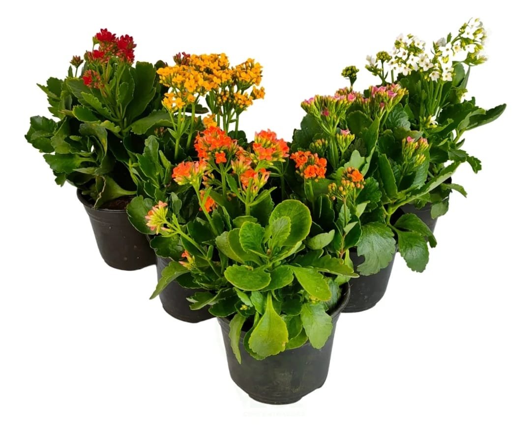 Kalanchoe 6"
