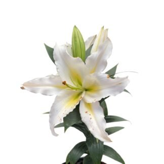 Lili oriental con aroma blanco