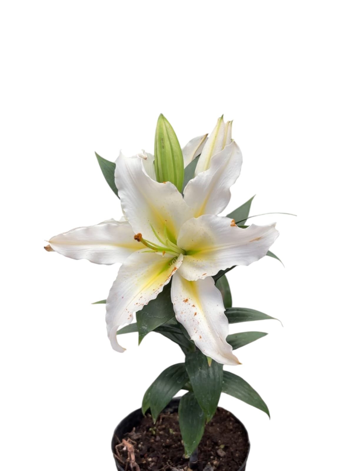 Lili oriental con aroma blanco