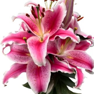 Lili orienta o con aroma rosa