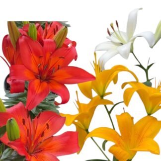 Lili asiático sin aroma