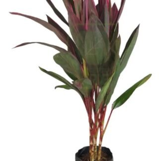 Muñeca o dracena B 30