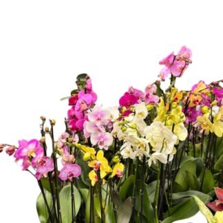 Orquídea Phalaenopsis 5"