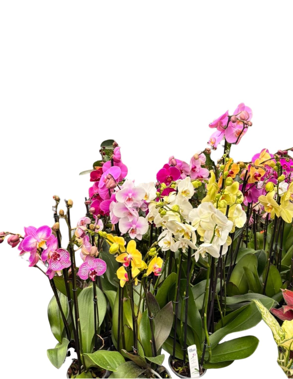 Orquídea Phalaenopsis 5"