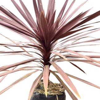 Palmas indivisas B 40