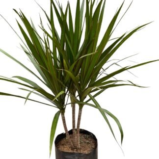 Palma marginata B 30