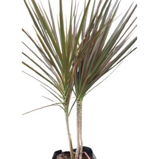 Palma marginata B 40