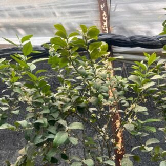 Limón criollo injerto con semilla B30