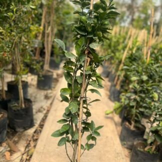 Limón persa sin semilla B30