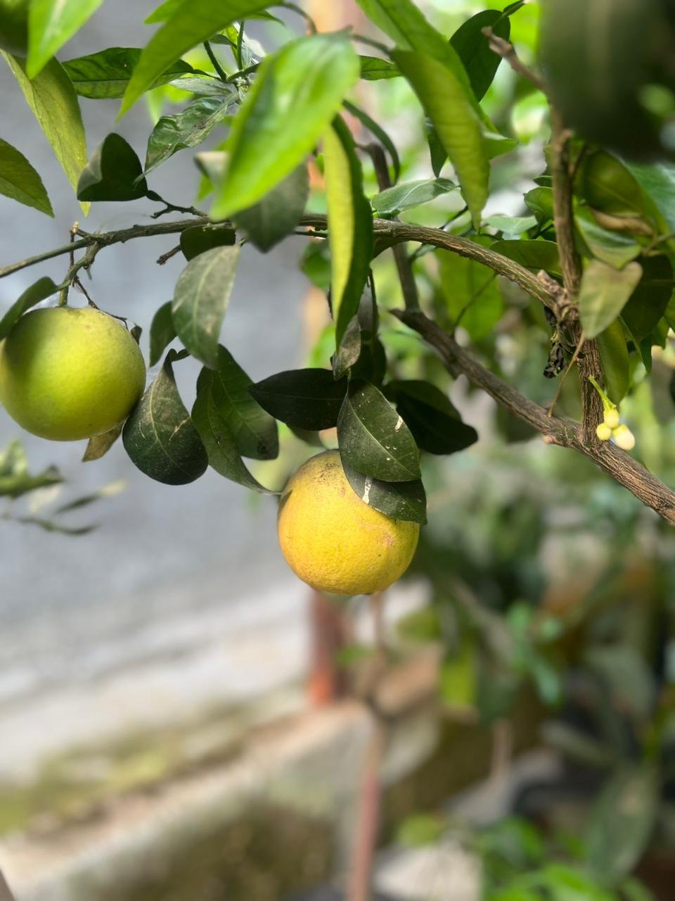 Toronja injerto - Image 2