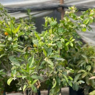 Mandarina japonesa injerto B30