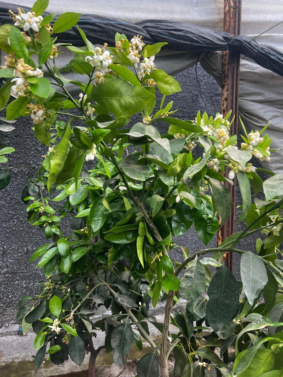 Toronja injerto - Image 3