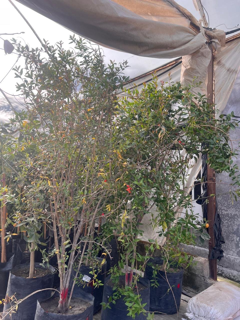 Granada B30 - Image 2