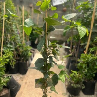 Cisus Antartico y Silvestre