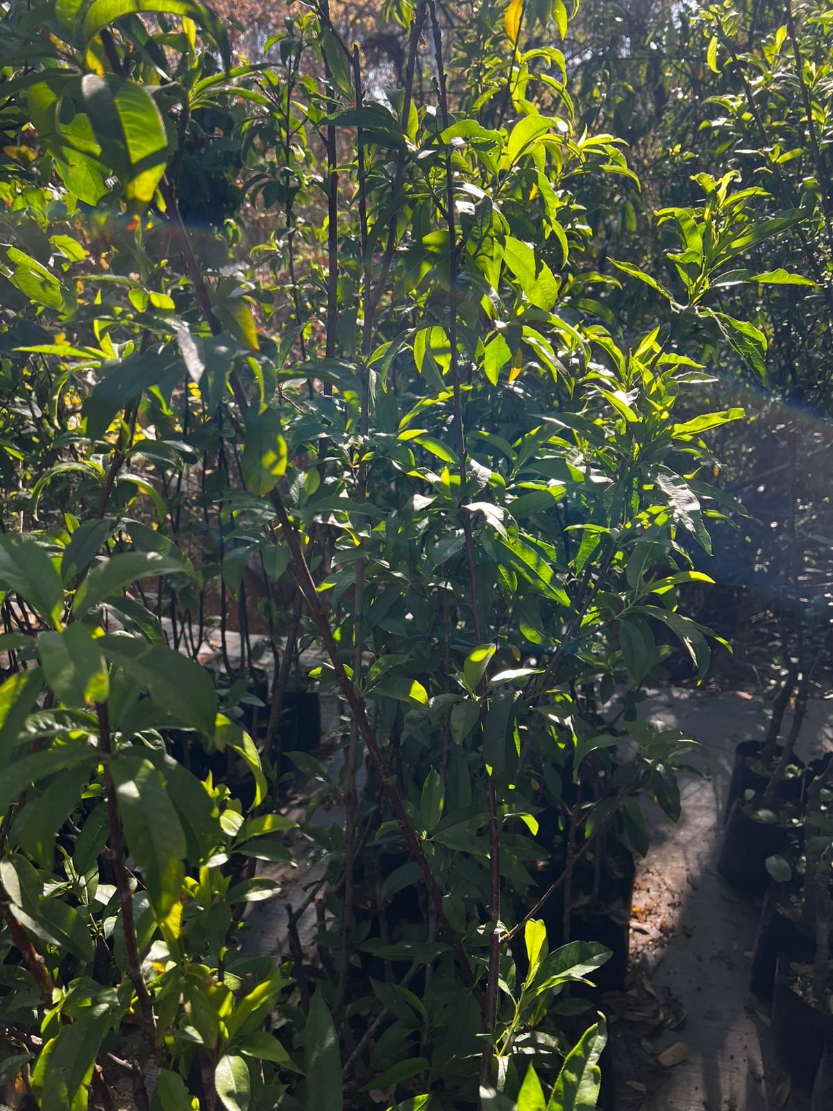 Durazno prisco - Image 4