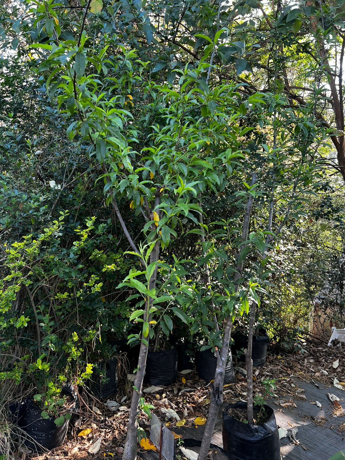 Durazno prisco - Image 2