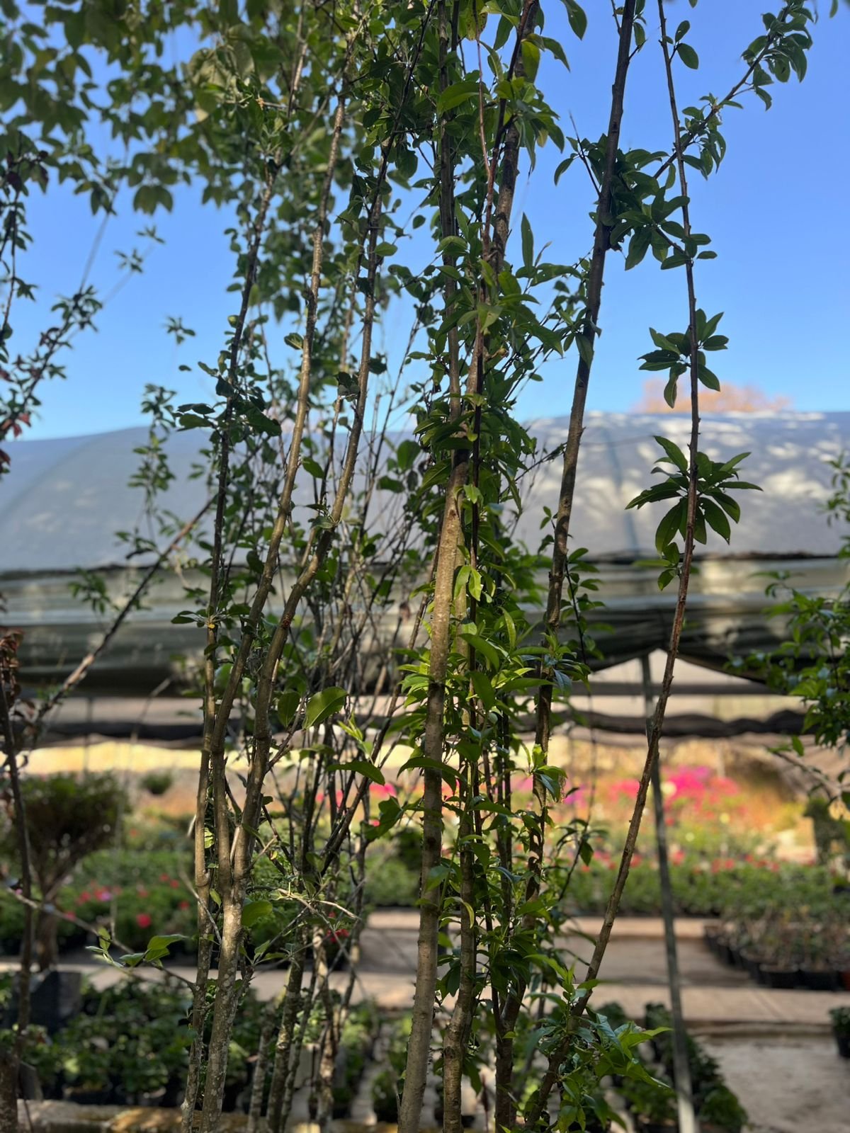 Durazno prisco - Image 3