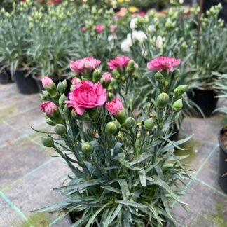 Clavel 7"