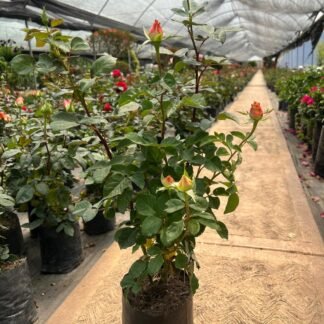 Rosa de jardín B22