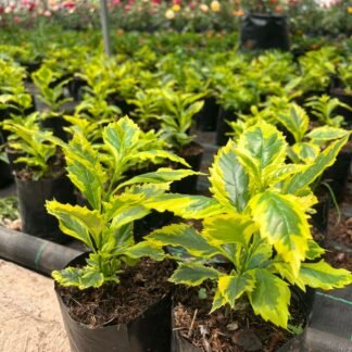 Duranta