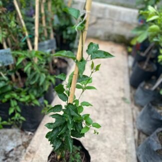 Trompetilla