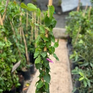 Mariposa